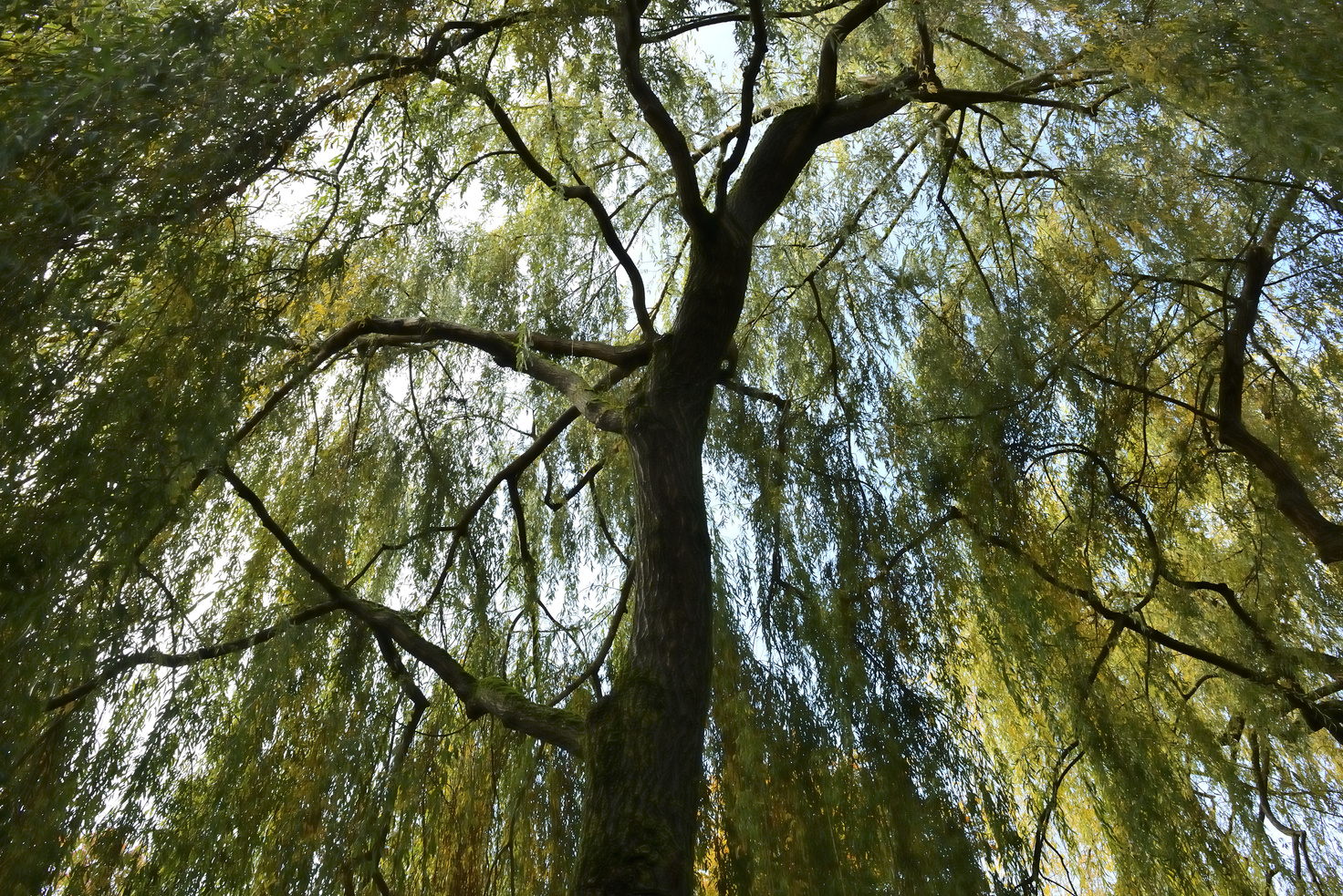 Weeping Willow tree